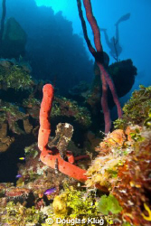 At Rest. Sea Horse shot close-focus wide angle with a Can... by Douglas Klug 